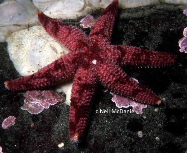 Photo of Leptasterias aequalis by <a href="http://www.seastarsofthepacificnorthwest.info/">Neil McDaniel</a>